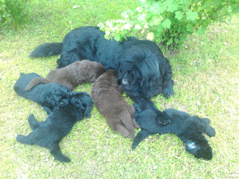 Фото: Щенки от, ньюфаундленд Sent Djons Yustiniya Yuliya (Сент Джонс Юстиния Юлия)