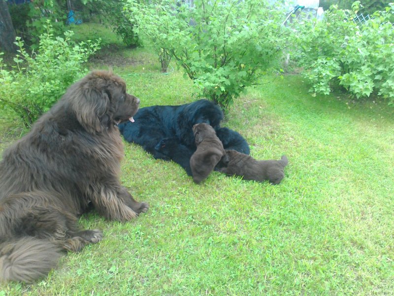 Фото: Щенки от, ньюфаундленд Sent Djons Yustiniya Yuliya (Сент Джонс Юстиния Юлия), ньюфаундленд I Follow The Sun de L'Etoile de Cyrice