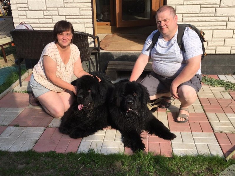 Фото: ньюфаундленд Smigar Agday Virtus (Смигар Агдай Виртус), ньюфаундленд Braunblad MSK Layt Ryey (Браунблад МСК Лайт Рэй)