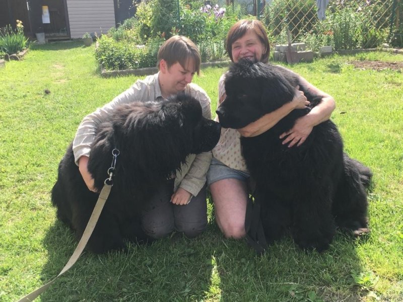 Фото: ньюфаундленд Braunblad MSK Layt Ryey (Браунблад МСК Лайт Рэй), ньюфаундленд Smigar Agday Virtus (Смигар Агдай Виртус)