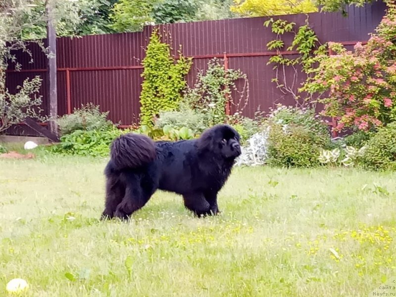 Фото: ньюфаундленд Braunblad MSK Layt Ryey (Браунблад МСК Лайт Рэй)