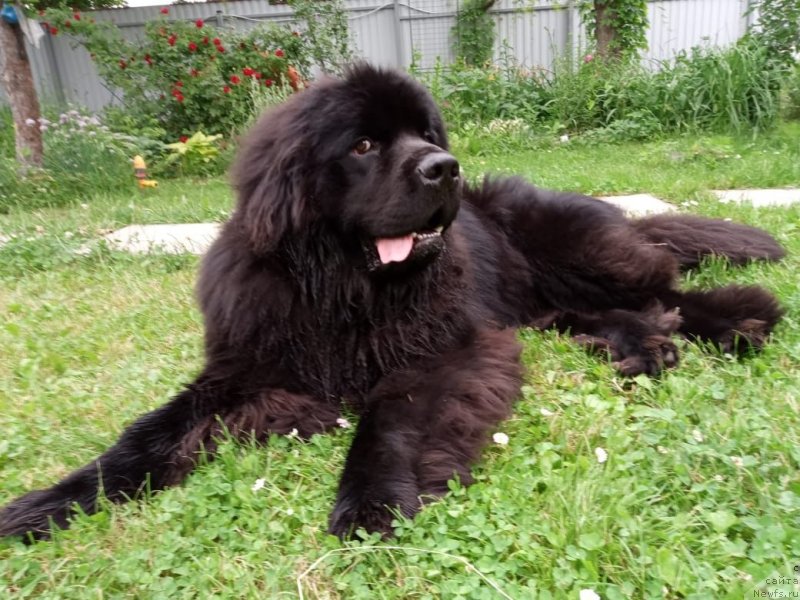 Фото: ньюфаундленд Braunblad MSK Layt Ryey (Браунблад МСК Лайт Рэй)