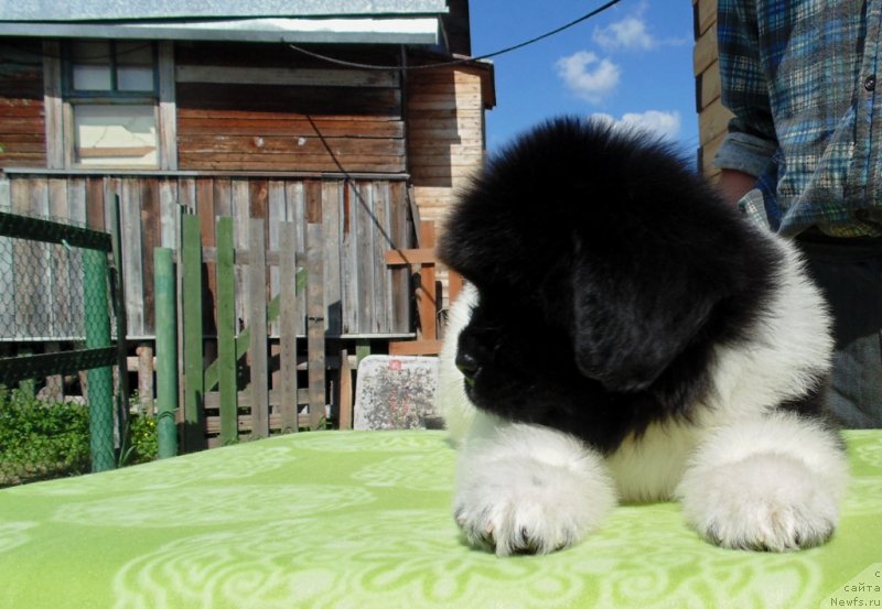 Фото: ньюфаундленд Super Bizon Melodiya (Супер Бизон Мелодия)