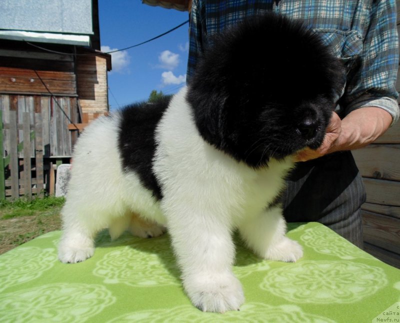 Фото: ньюфаундленд Super Bizon Melodiya (Супер Бизон Мелодия)