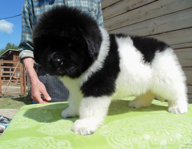 Фото: ньюфаундленд Super Bizon Melodiya (Супер Бизон Мелодия)