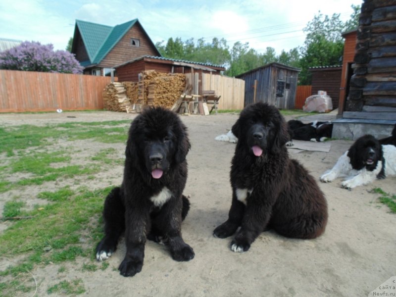 Фото: ньюфаундленд Zita ot Karel'skih Medvedey (Зита от Карельских Медведей), ньюфаундленд Zlata ot Karel'skih Medvedey (Злата от Карельских Медведей)