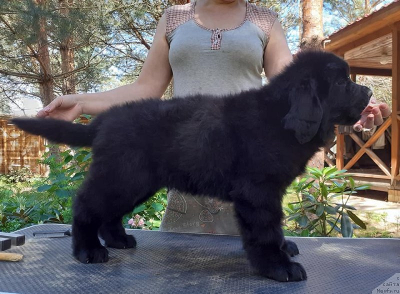 Фото: ньюфаундленд Amulet Dinastii Ayvengo (Амулет Династии Айвенго)