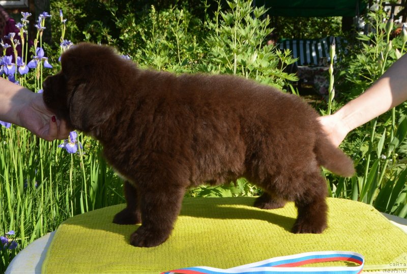 Фото: Щенки от, ньюфаундленд Sent Djons Yustiniya Yuliya (Сент Джонс Юстиния Юлия), ньюфаундленд I Follow The Sun de L'Etoile de Cyrice