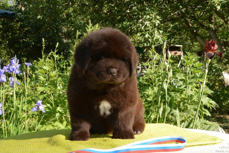 Фото: Щенки от, ньюфаундленд Sent Djons Yustiniya Yuliya (Сент Джонс Юстиния Юлия), ньюфаундленд I Follow The Sun de L'Etoile de Cyrice