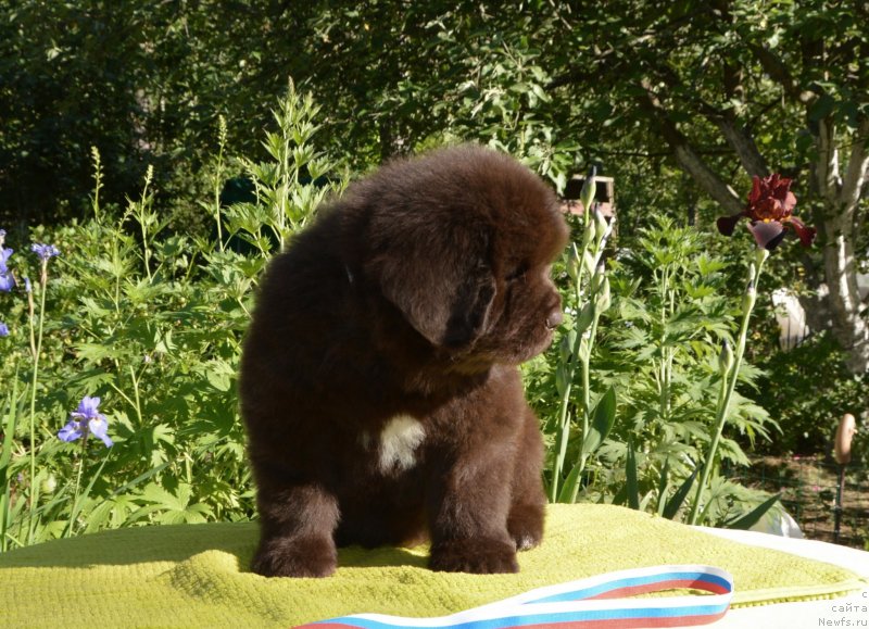 Фото: Щенки от, ньюфаундленд Sent Djons Yustiniya Yuliya (Сент Джонс Юстиния Юлия), ньюфаундленд I Follow The Sun de L'Etoile de Cyrice