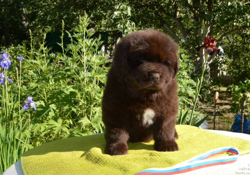 Фото: Щенки от, ньюфаундленд Sent Djons Yustiniya Yuliya (Сент Джонс Юстиния Юлия), ньюфаундленд I Follow The Sun de L'Etoile de Cyrice