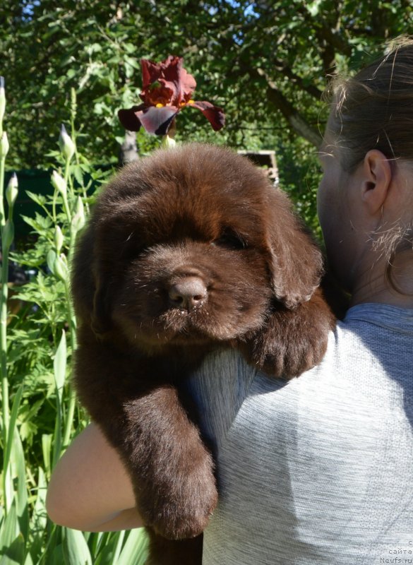 Фото: Щенки от, ньюфаундленд Sent Djons Yustiniya Yuliya (Сент Джонс Юстиния Юлия), ньюфаундленд I Follow The Sun de L'Etoile de Cyrice