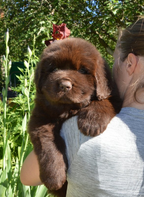 Фото: Щенки от, ньюфаундленд Sent Djons Yustiniya Yuliya (Сент Джонс Юстиния Юлия), ньюфаундленд I Follow The Sun de L'Etoile de Cyrice