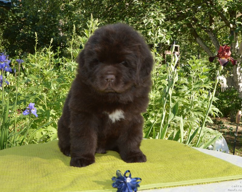 Фото: Щенки от, ньюфаундленд Sent Djons Yustiniya Yuliya (Сент Джонс Юстиния Юлия), ньюфаундленд I Follow The Sun de L'Etoile de Cyrice