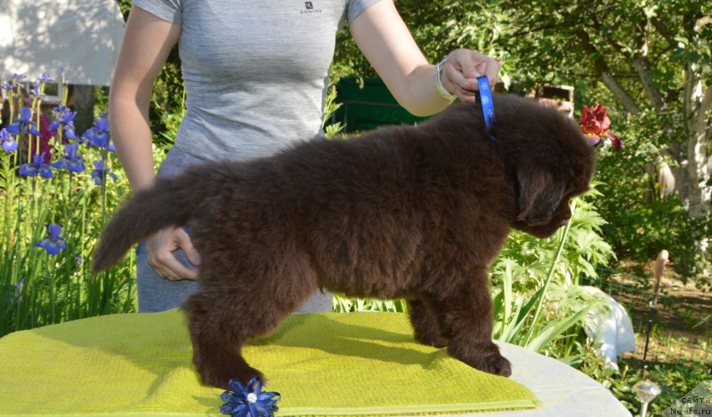 Фото: Щенки от, ньюфаундленд Sent Djons Yustiniya Yuliya (Сент Джонс Юстиния Юлия), ньюфаундленд I Follow The Sun de L'Etoile de Cyrice