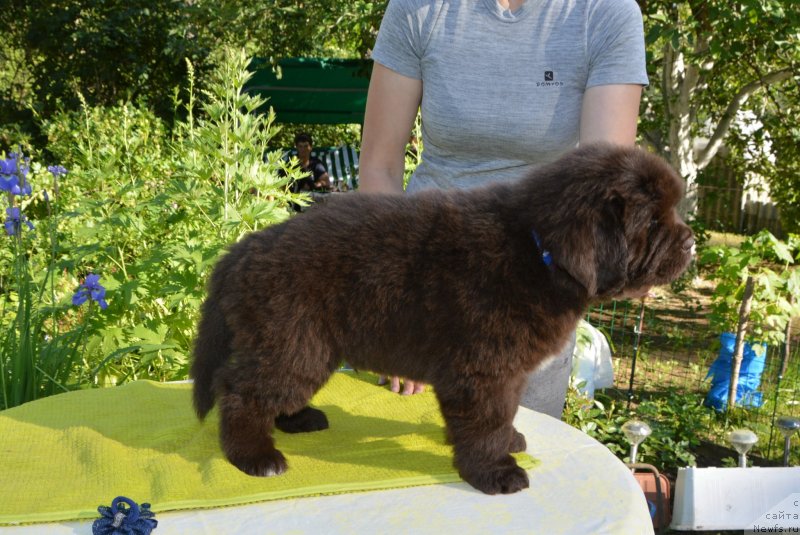 Фото: Щенки от, ньюфаундленд Sent Djons Yustiniya Yuliya (Сент Джонс Юстиния Юлия), ньюфаундленд I Follow The Sun de L'Etoile de Cyrice