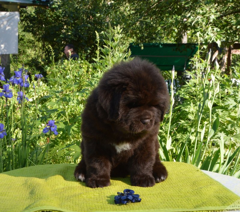 Фото: Щенки от, ньюфаундленд Sent Djons Yustiniya Yuliya (Сент Джонс Юстиния Юлия), ньюфаундленд I Follow The Sun de L'Etoile de Cyrice