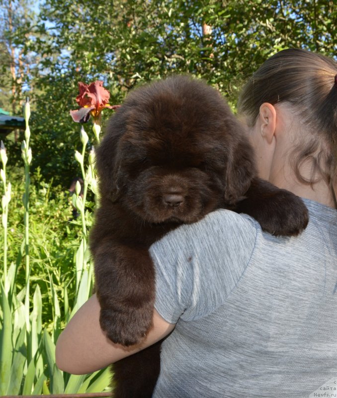 Фото: Щенки от, ньюфаундленд Sent Djons Yustiniya Yuliya (Сент Джонс Юстиния Юлия), ньюфаундленд I Follow The Sun de L'Etoile de Cyrice