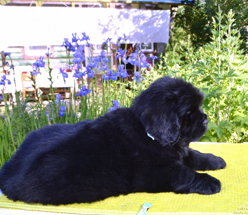 Фото: Щенки от, ньюфаундленд Sent Djons Yustiniya Yuliya (Сент Джонс Юстиния Юлия), ньюфаундленд I Follow The Sun de L'Etoile de Cyrice