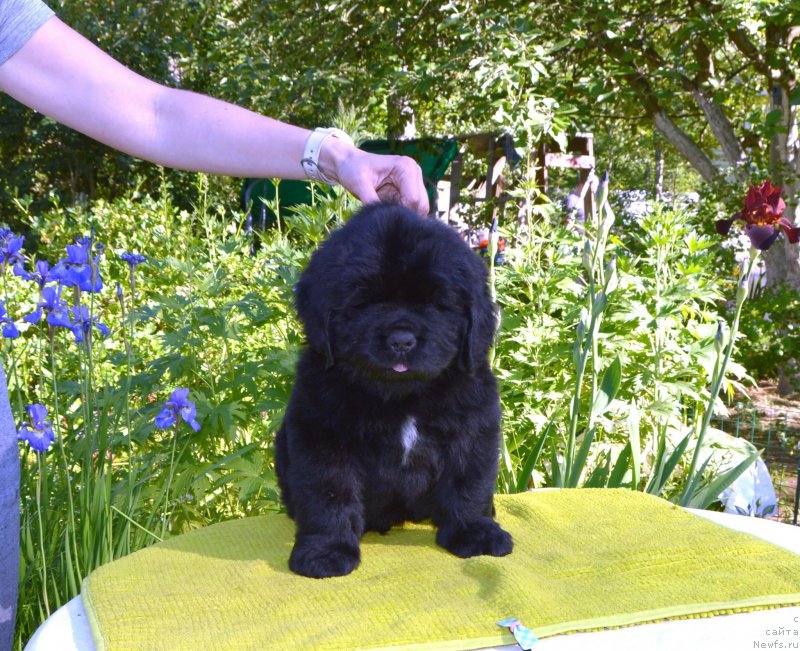 Фото: Щенки от, ньюфаундленд Sent Djons Yustiniya Yuliya (Сент Джонс Юстиния Юлия), ньюфаундленд I Follow The Sun de L'Etoile de Cyrice