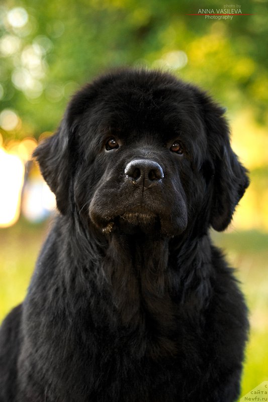 Фото: ньюфаундленд Chernyj Chank s Berega Dona (Черный Чанк с Берега Дона)