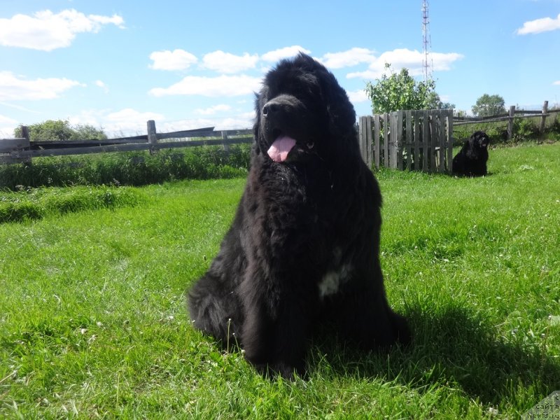 Фото: ньюфаундленд N'yufort Azet Abayya (Ньюфорт Азет Абайя)