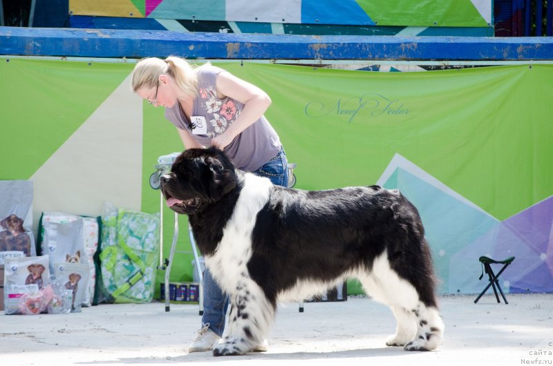 Фото: ньюфаундленд Angels Keeper Nibelung (Энджелс Кипер Нибелунг)