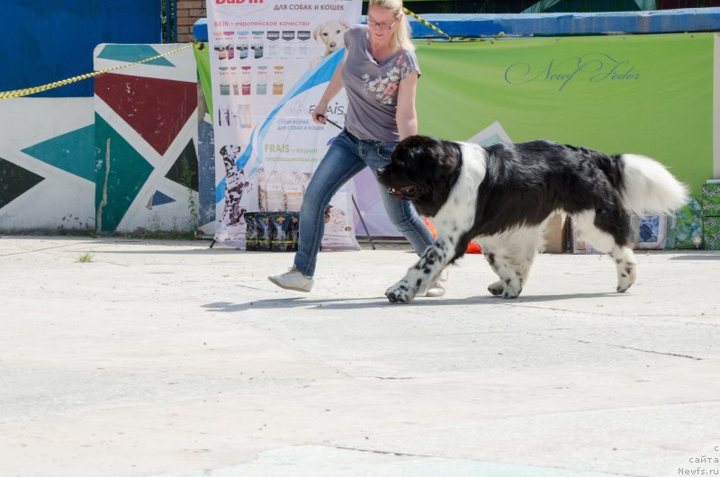 Фото: ньюфаундленд Angels Keeper Nibelung (Энджелс Кипер Нибелунг)