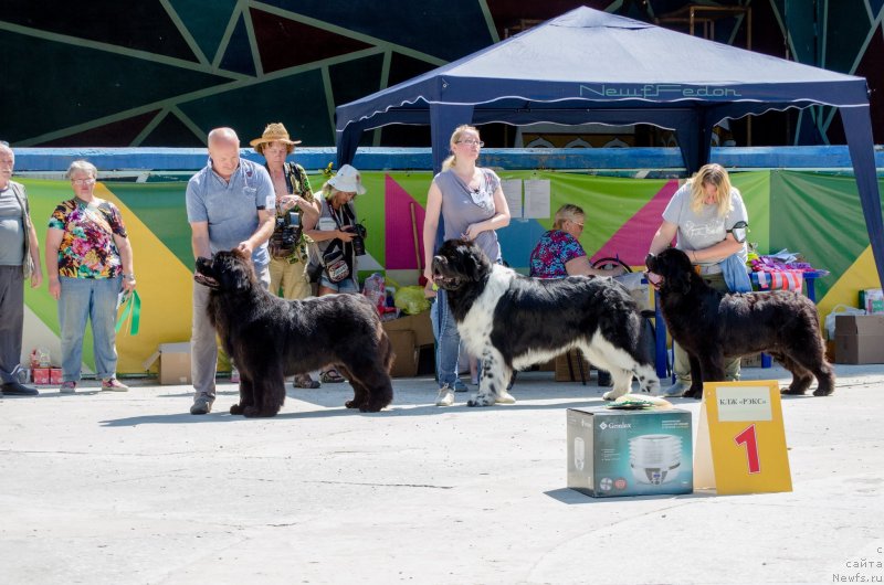 Фото: ньюфаундленд Angels Keeper Nibelung (Энджелс Кипер Нибелунг)