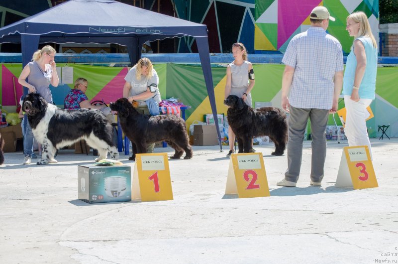 Фото: ньюфаундленд Angels Keeper Nibelung (Энджелс Кипер Нибелунг)