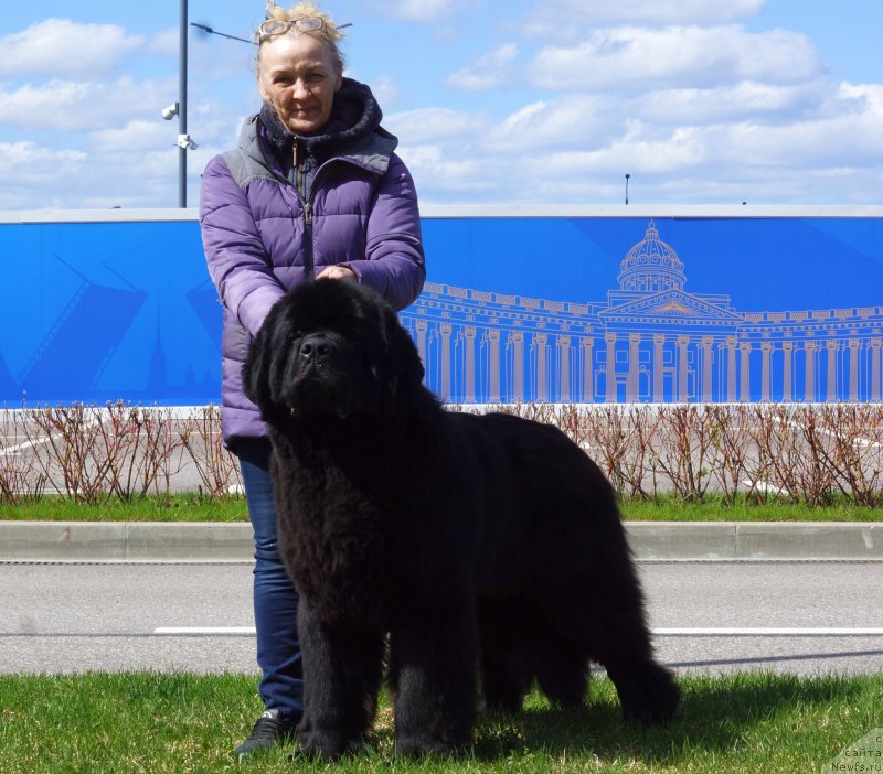 Фото: ньюфаундленд Beguschaya po Volnam Elixir (Бегущая по Волнам Елексир)