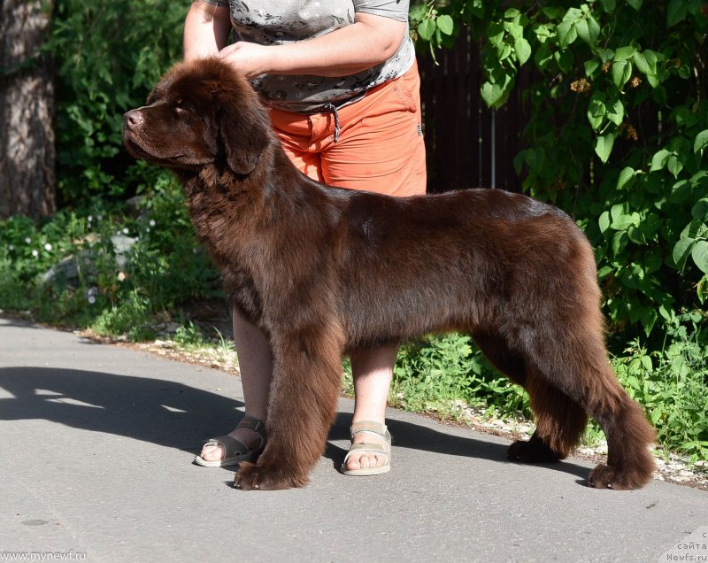 Фото: ньюфаундленд Plushevaya Panda Pandora (Плюшевая Панда Пандора)