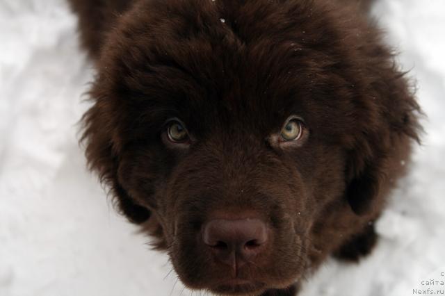 Фото: ньюфаундленд Lesnaya Skazka Koldovskoy Roman (Лесная Сказка Колдовской Роман)