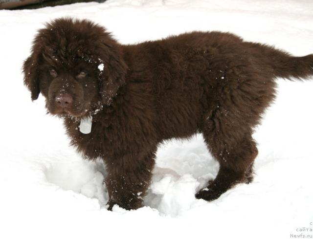 Фото: ньюфаундленд Lesnaya Skazka Koldovskoy Roman (Лесная Сказка Колдовской Роман)