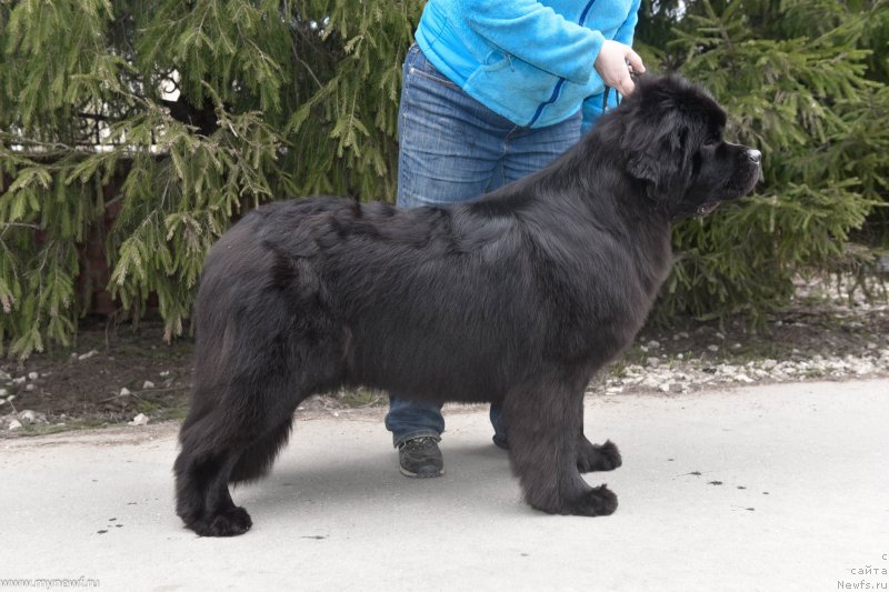 Фото: ньюфаундленд Sent Djons i'm Russian Model (Сент Джонс И’м Руссиан Модель)