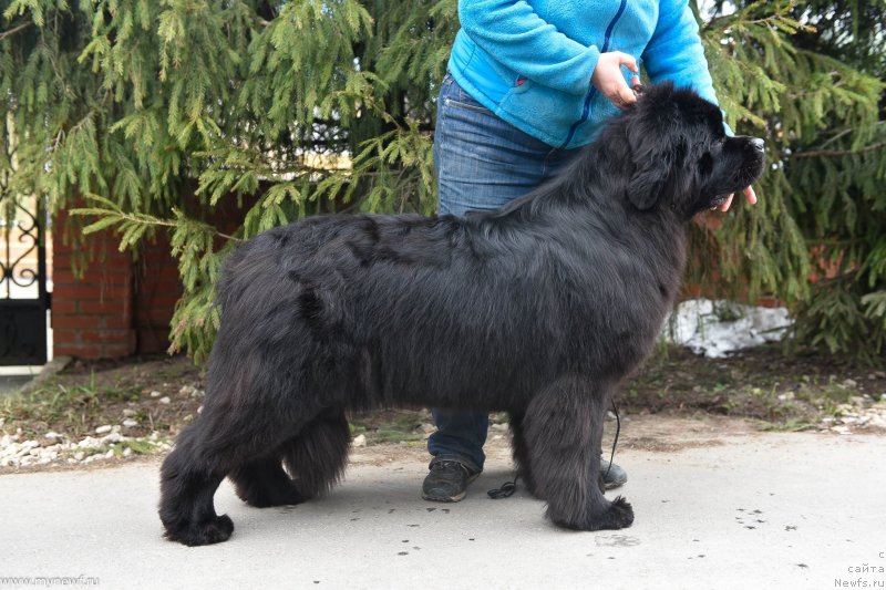 Фото: ньюфаундленд Sent Djons i'm Russian Model (Сент Джонс И’м Руссиан Модель)