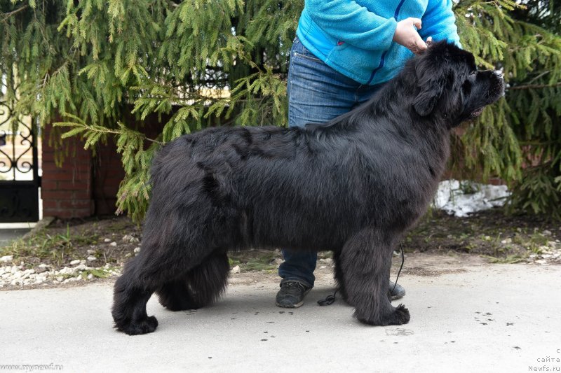 Фото: ньюфаундленд Sent Djons i'm Russian Model (Сент Джонс И’м Руссиан Модель)