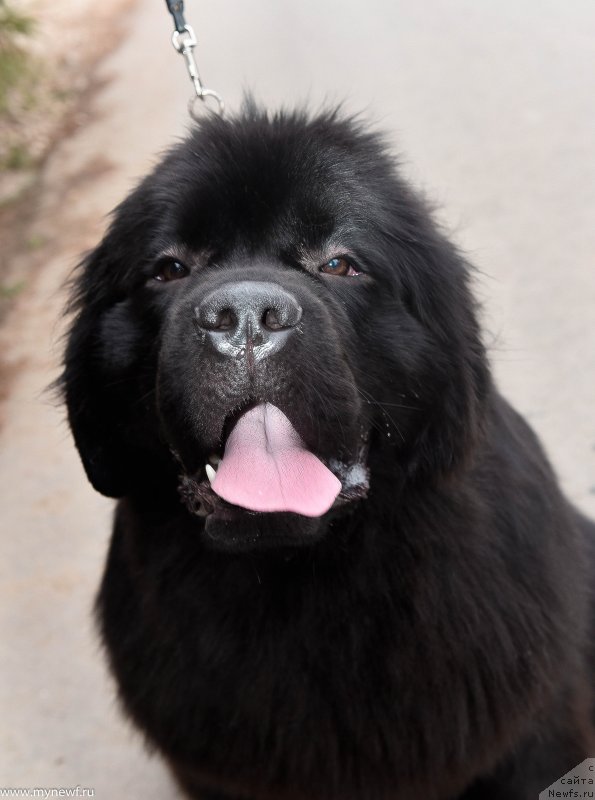 Фото: ньюфаундленд Sent Djons i'm Russian Model (Сент Джонс И’м Руссиан Модель)