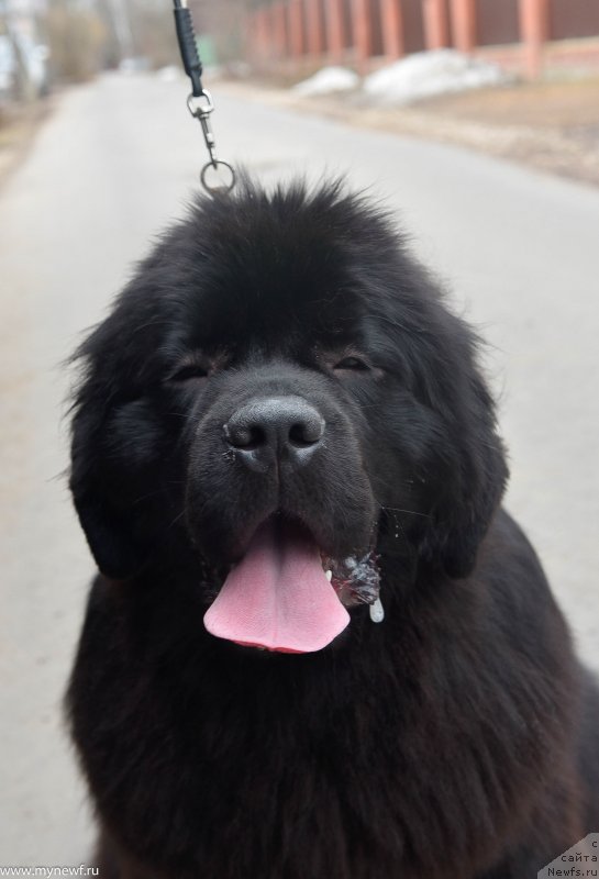 Фото: ньюфаундленд Sent Djons i'm Russian Model (Сент Джонс И’м Руссиан Модель)