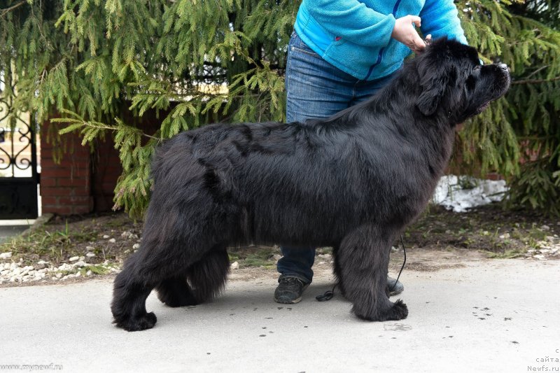 Фото: ньюфаундленд Sent Djons i'm Russian Model (Сент Джонс И’м Руссиан Модель)