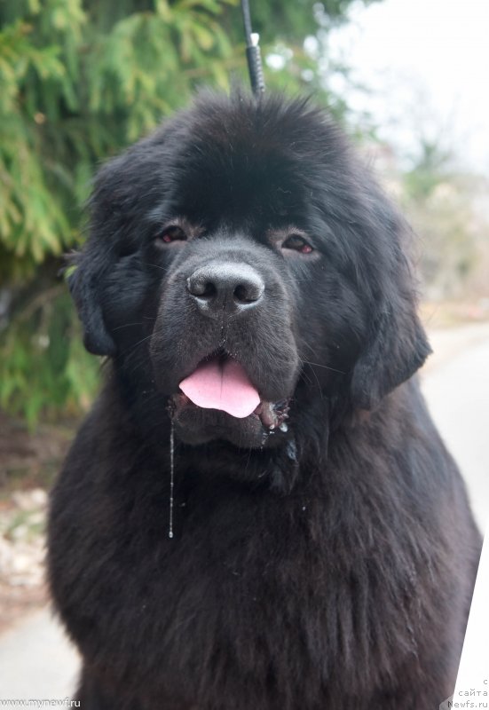 Фото: ньюфаундленд Sent Djons i'm Russian Model (Сент Джонс И’м Руссиан Модель)