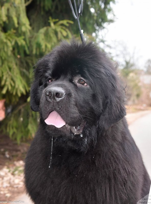 Фото: ньюфаундленд Sent Djons i'm Russian Model (Сент Джонс И’м Руссиан Модель)