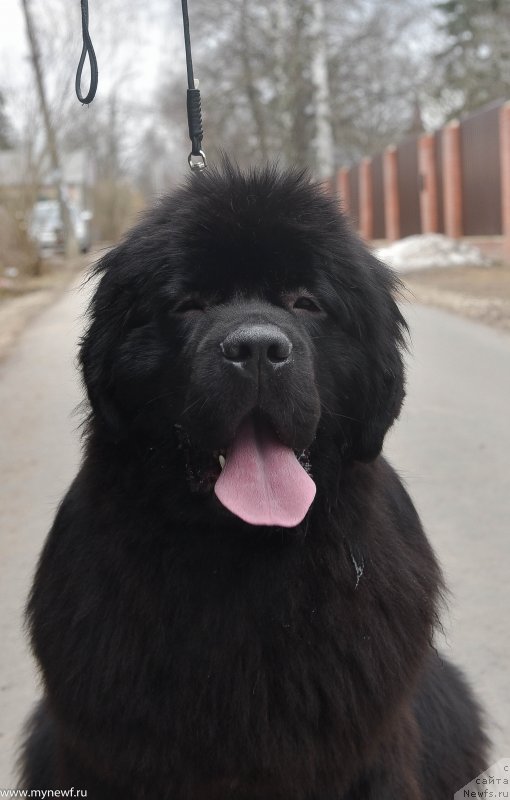 Фото: ньюфаундленд Sent Djons i'm Russian Model (Сент Джонс И’м Руссиан Модель)