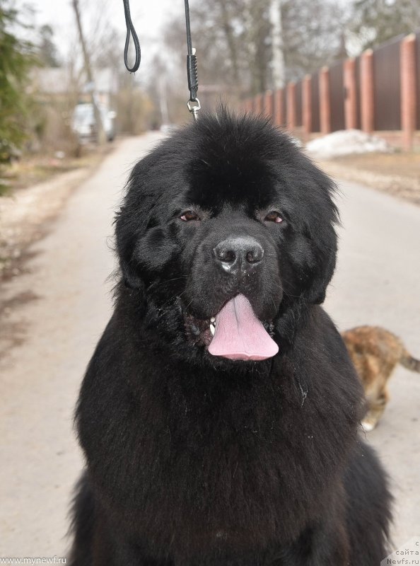 Фото: ньюфаундленд Sent Djons i'm Russian Model (Сент Джонс И’м Руссиан Модель)