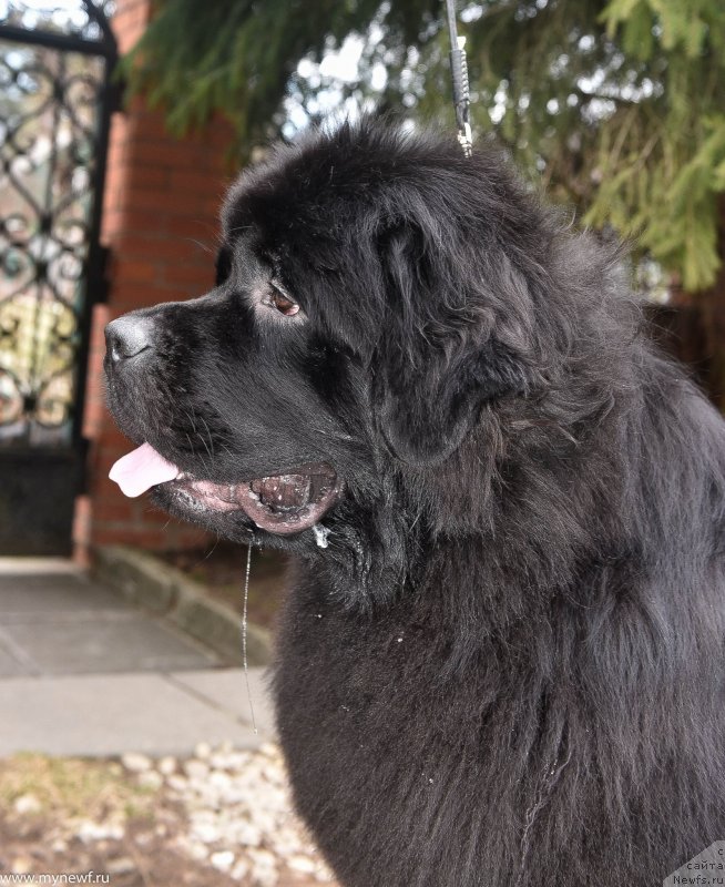 Фото: ньюфаундленд Sent Djons i'm Russian Model (Сент Джонс И’м Руссиан Модель)