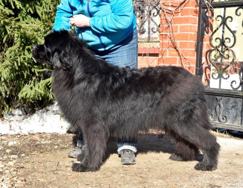 Фото: ньюфаундленд Sent Djons i'm Russian Model (Сент Джонс И’м Руссиан Модель)