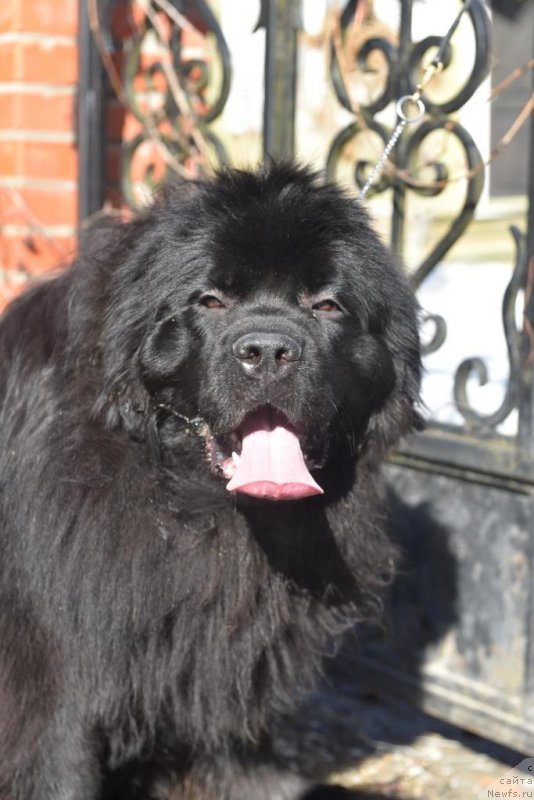 Фото: ньюфаундленд Sent Djons i'm Russian Model (Сент Джонс И’м Руссиан Модель)