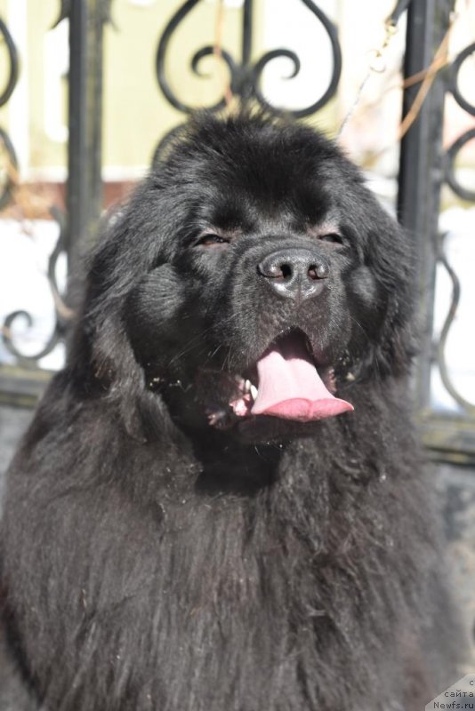 Фото: ньюфаундленд Sent Djons i'm Russian Model (Сент Джонс И’м Руссиан Модель)