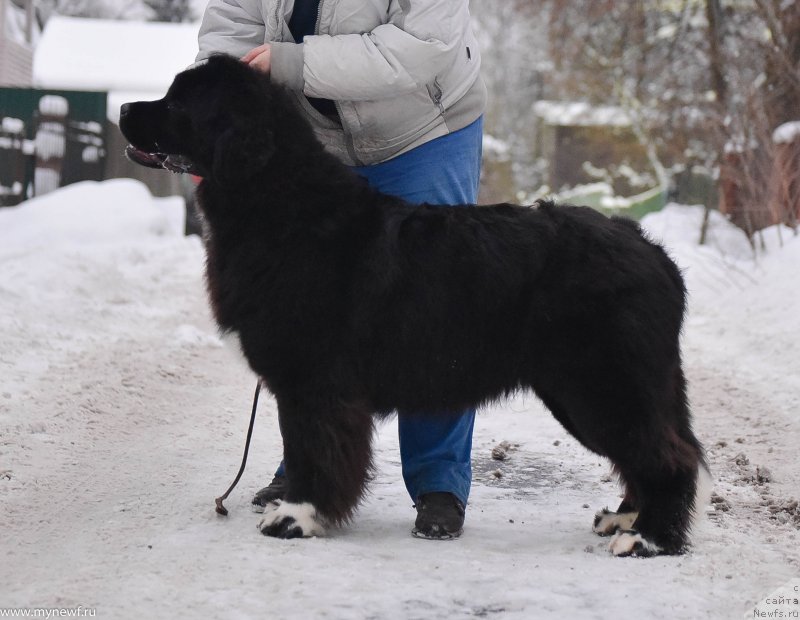 Фото: ньюфаундленд Sent Djons Issidora Dunkan (Сент Джонс Иссидора Дункан)