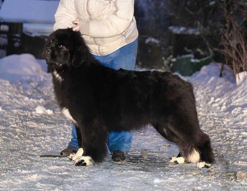 Фото: ньюфаундленд Sent Djons Issidora Dunkan (Сент Джонс Иссидора Дункан)